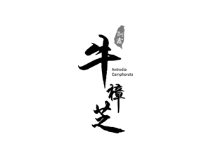 牛樟芝logo